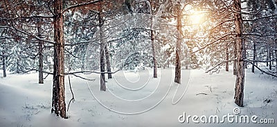 Winter snowy forest Stock Photo