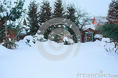 Winter snowy garden view with conifers Stock Photo