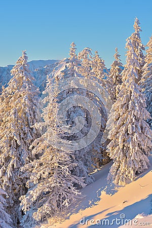 Winter snowy landscape, Postavaru Brasov. Mountain Landscape Stock Photo