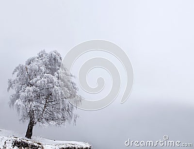 Winter Solitude tree Stock Photo