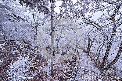 Winter stairway view in Huangshan National park. Stock Photo