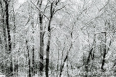 Winter storm snow covered trees new england black and white Stock Photo