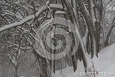 Winter Storm in the woods Stock Photo