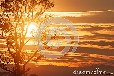 Winter by the sun, golden sun rolling behind branches of the tree, scenic clouds and sunset sky backdrop. Phukhieo, Thailand Stock Photo