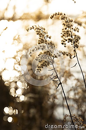 Winter Sun on a lake with reflections bokeh, warm toned sunlight Stock Photo
