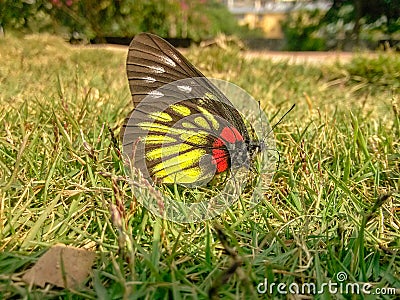 A beautiful butterfly on the green grass. Stock Photo