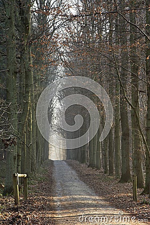 Winter sunny forest alley Stock Photo