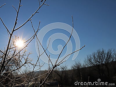 Silhouettes of bare branches against a shining sky Stock Photo