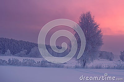 Winter sunrise. Beautiful colorful morning winter landscape. Snowy trees at dawn. Beautiful frosty nature Stock Photo