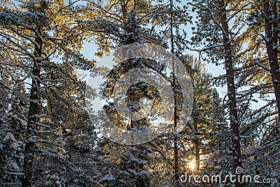 Winter Sunrise Through Pines Stock Photo