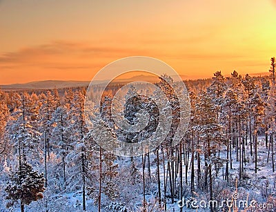 Winter sunset taiga Stock Photo