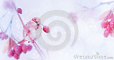Winter tender magic forest tale. Pink bright berries and sparrow in a snowy park. Stock Photo