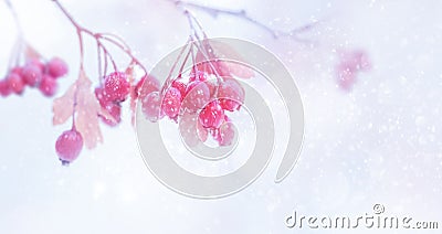 Winter tender magic forest tale. Pink and purple bright berries in a snowy park. Stock Photo