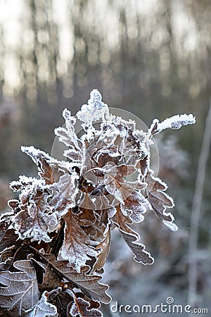 winter time, hoarfrost on the leaves, hoarfrost on oak leafs, Quercus Stock Photo