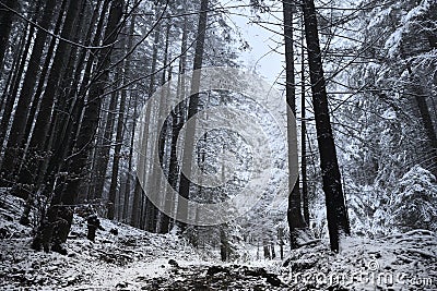 Winter time inside the forest on a misty day Stock Photo