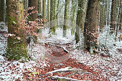 Winter time inside the forest on a misty day Stock Photo