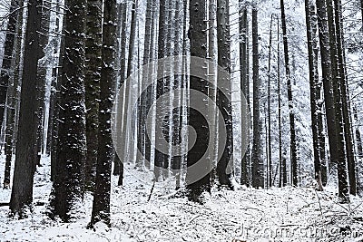 Winter time inside the forest on a misty day Stock Photo