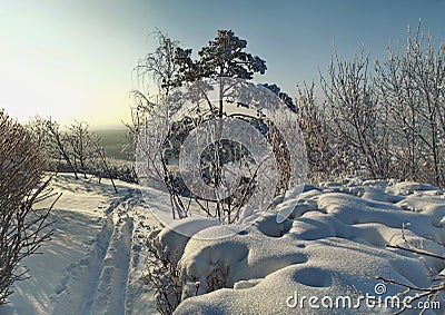 Winter trail along the snow-covered bushes and trees Stock Photo