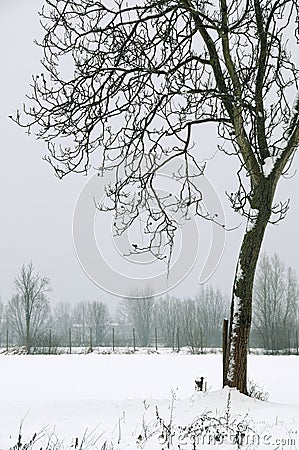 Winter tree Stock Photo