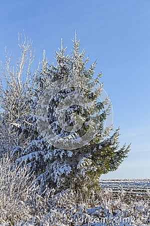 Winter tree background. Belarusian winter landscape. Beginning of winter. Stock Photo