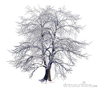 Winter Tree On Snow Isolated White 3D Illustration Cartoon Illustration