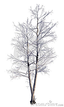 Winter Tree On Snow Isolated White 3D Illustration Cartoon Illustration