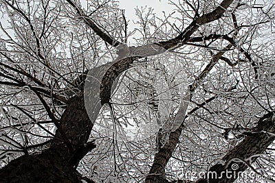 Tree covered with white fluffy snow in winter Stock Photo