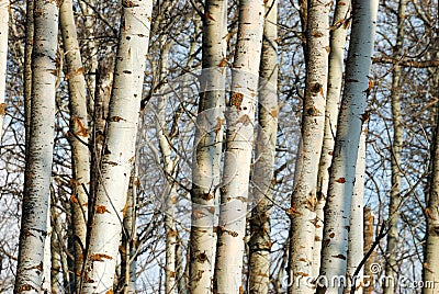 Winter tree trunks Stock Photo