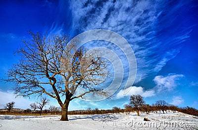 Winter trees Stock Photo