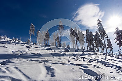 Winter trees Stock Photo