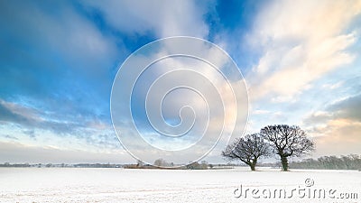 Winter Trees and Cloudy Blue Skies Stock Photo