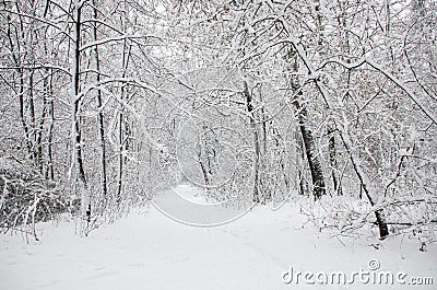 Winter trees covered in white fluffy snow Stock Photo