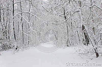 Winter trees covered in white fluffy snow Stock Photo