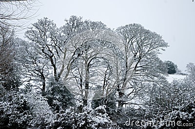 Winter trees in snow Stock Photo