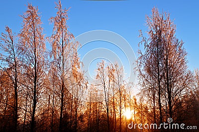 Winter trees at sunset Stock Photo