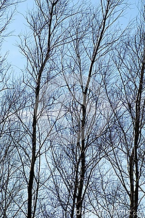 Winter trees in sunshine Stock Photo
