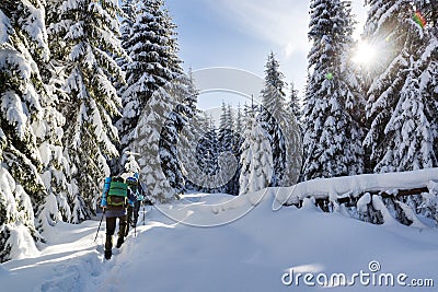 winter trekking in a mountain forest Stock Photo