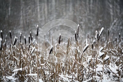 Winter twigs and grass covered with frost Stock Photo