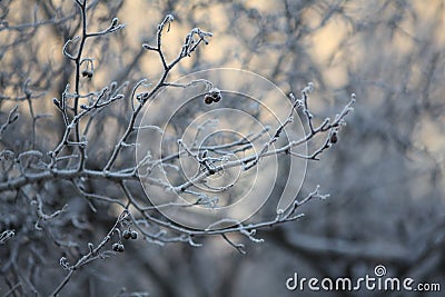 Winter twigs and grass covered with frost and snow Stock Photo