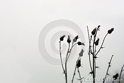 Winter twigs and seed head outside on a winters day. Still life selective focus, artistic blur and minimal design and space for Stock Photo