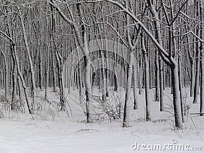 Winter graphics Stock Photo