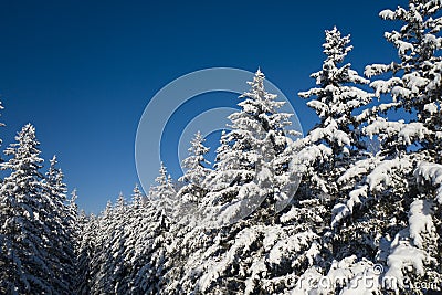 Winter vacation background with pine trees covered by heavy snow against blue sky with copy space Stock Photo