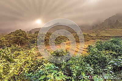 Winter vegetation and empty rice paddy afer harvest in Vietnam Stock Photo