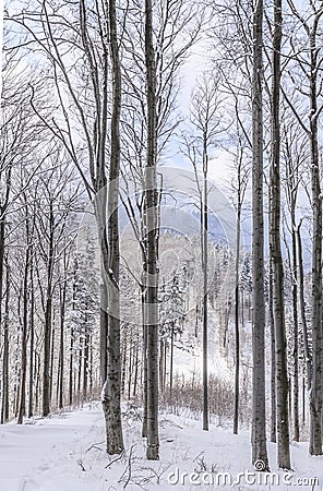 Winter view through a snowy forest to peaks of the Silesian Beskids, Poland Stock Photo