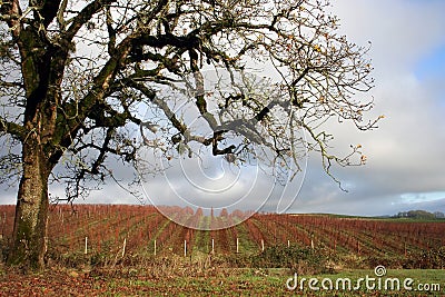 Winter Vines Stock Photo