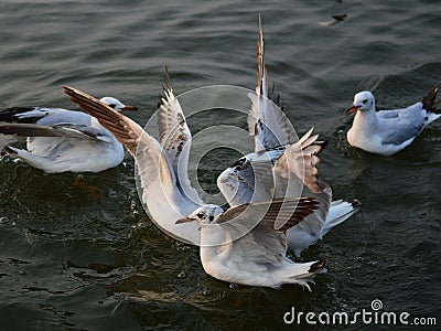 Winter visiter seagulls on Ganges River at Benaras Stock Photo
