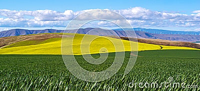 Winter Wheat and Blooming Canola 3 Stock Photo