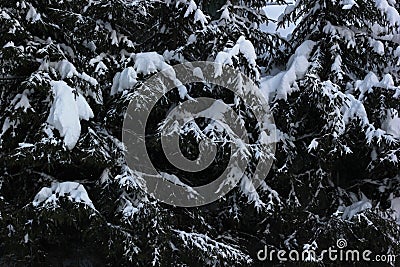 Winter white snow lying on fir trees after snowfall in countryside Stock Photo