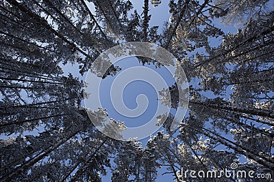 Winter white snowbound forest and blue sky. Background. Stock Photo