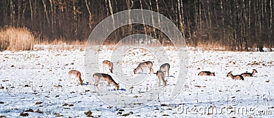 In winter, wild fallow deerDama dama graze in a meadow near the forest. Animals are looking for food under the white snow Stock Photo